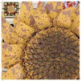 Sunflower Distressed Golden Yellow Metal Hanging Arrow Replacement Sign