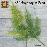 Asparagus Fern 18"H