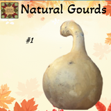 Gourd Dried Natural up to 12"H