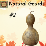 Gourd Dried Natural up to 12"H