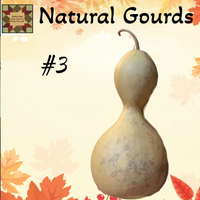 Gourd Dried Natural up to 12"H