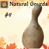 Gourd Dried Natural up to 12"H