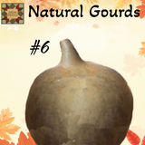 Gourd Dried Natural up to 12"H