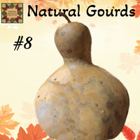 Gourd Dried Natural up to 12"H