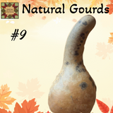 Gourd Dried Natural up to 12"H