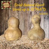 Gourd Dried Natural up to 12"H