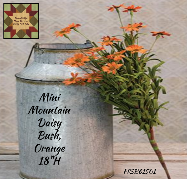 Mini Mountain Daisy Bush, Orange 18"H