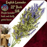 English Lavender Floral ~ As seen in the Country Sampler