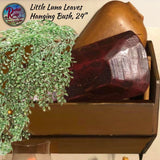 Little Luna Leaves Hanging Bush, 24"
